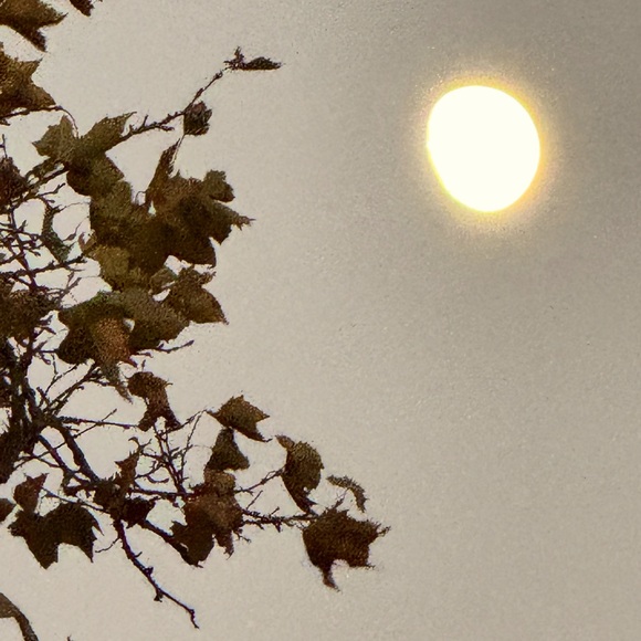 Meet your Posher, Liz - Picture 1 of 1